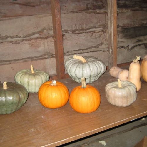 Storing Pumpkins and Winter Squash
